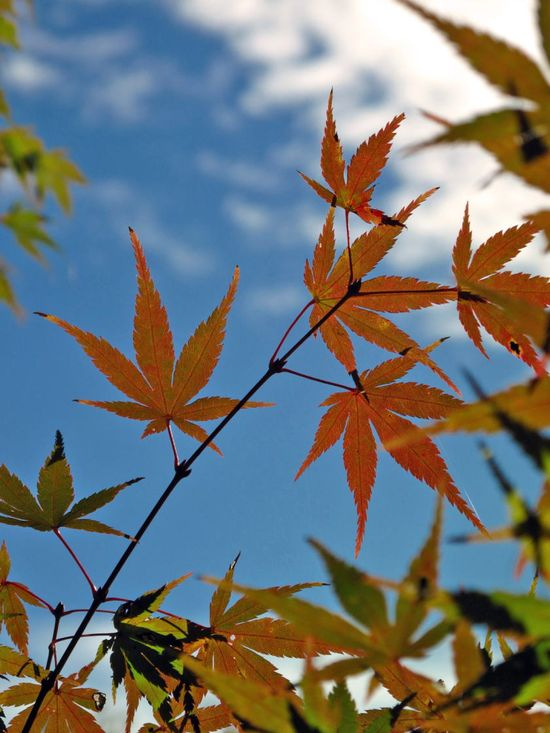 Nakaizu04