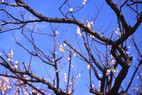 Kamakura ume