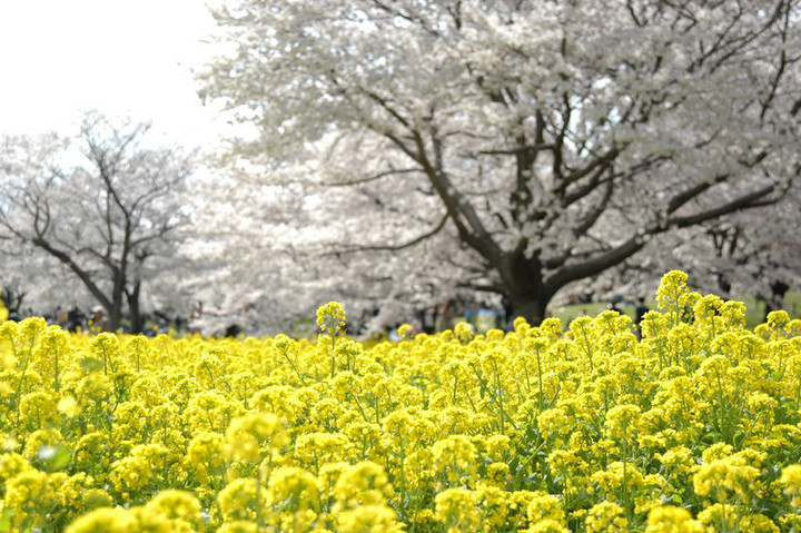 01041_sakura_2