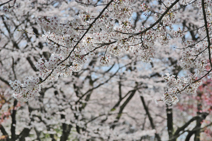 Sakura_tree02_2