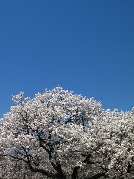 Sakuratree